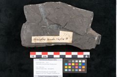 Foto (Objekt + Etikett) von Taeniopteris pseudosimplex Ettingshausen (NHMW-GEO-2024-0188-10291)